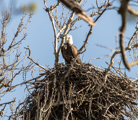 Americas majestic bird that represents the freedom we have in America, The Bald Eagle