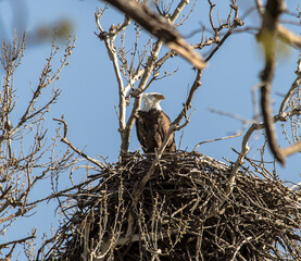 Americas majestic bird that represents the freedom we have in America, The Bald Eagle