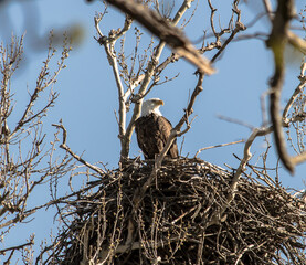 Americas majestic bird that represents the freedom we have in America, The Bald Eagle