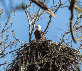 Americas majestic bird that represents the freedom we have in America, The Bald Eagle
