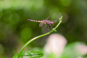Dragonfly sitting on a vine. 
