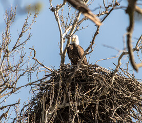 Americas majestic bird that represents the freedom we have in America, The Bald Eagle