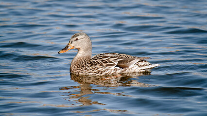 duck on the water