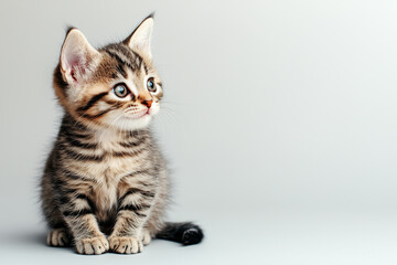 Obraz premium Adorable and Cute Kitten Background