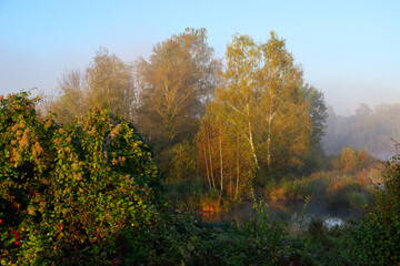 Fototapeta premium Episy swamp in the French Gâtinais Regional Nature Park