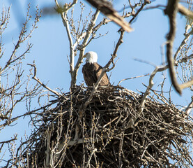 Americas majestic bird that represents the freedom we have in America, The Bald Eagle. This Picture was tken from 500ft and the nest was 500ft in the Air