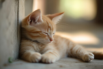 Adorable and Cute Kitten Background
