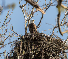 Americas majestic bird that represents the freedom we have in America, The Bald Eagle. This Picture was tken from 500ft and the nest was 500ft in the Air
