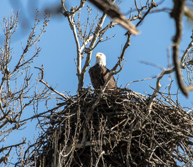 Americas majestic bird that represents the freedom we have in America, The Bald Eagle. This Picture was tken from 500ft and the nest was 500ft in the Air