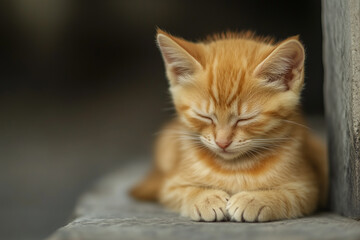 Fototapeta premium Adorable and Cute Kitten Background