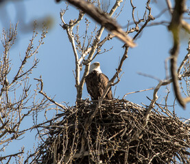 Americas majestic bird that represents the freedom we have in America, The Bald Eagle
