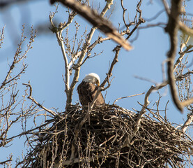 Americas majestic bird that represents the freedom we have in America, The Bald Eagle