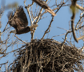 Americas majestic bird that represents the freedom we have in America, The Bald Eagle