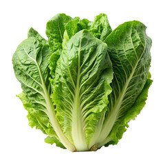 A romaine lettuce vegetable isolated on a transparent background