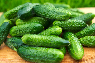 Freshly picked green cucumbers on the board background