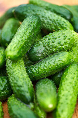 Freshly picked green cucumbers on the board background