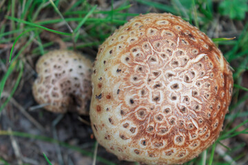A close-up of wild mushrooms, showcasing their unique texture and vibrant colors, perfectly capturing the atmosphere of nature and harvest