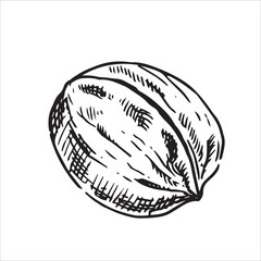 walnut illustration. linear drawing in sketch style