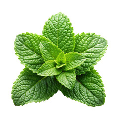 Fresh Peppermint or mine leaf isolated on a transparent background