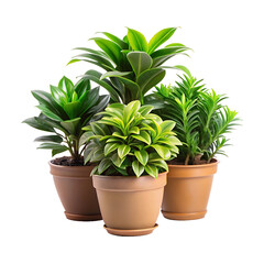 Obraz premium Green plant in potted for interior decoration isolated on a transparent background