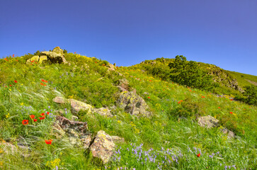 red poppies and blooming flowers on subalpine meadows of Mount Arailer (Aragatsotn province, Armenia)