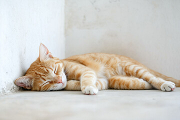 Obraz premium Sleeping Cat Close-Up Background