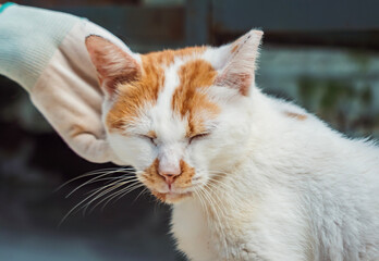 A gentle hand caresses a shelter cat enjoying affection at the animal rescue facility