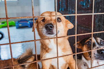 A hopeful shelter dog gazes through the bars of its kennel in a pet rescue facility looking for a loving forever home