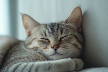 Sleeping Cat Close-Up Background