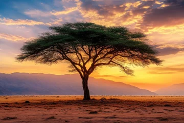 Selbstklebende Fototapeten Majestic acacia tree at sunset on African plains © Wan Haniza