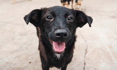 A cheerful black dog at a local shelter eagerly looking for a loving home during a sunny afternoon
