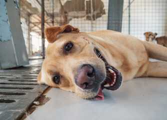 A playful dog relaxes and enjoys attention at a local animal shelter during the afternoon in a cozy...