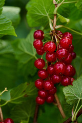Branch of ripe red currant in a home garden