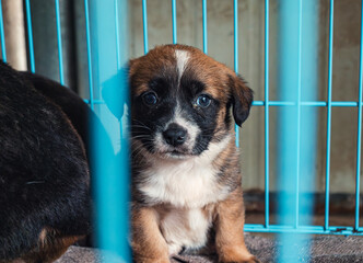 A little puppy sits inside a shelter cage, gazing through the blue bars with hopeful eyes, eager for a chance at a loving home and companionship.