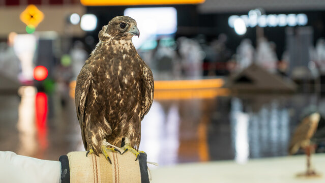 A majestic falcon captured in a striking pose, showcasing its sharp, focused eyes. - Powered by Adobe
