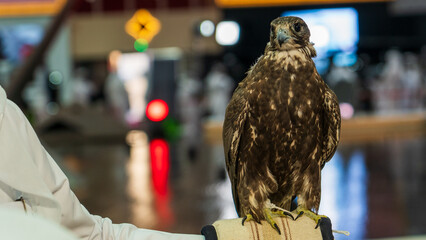 A majestic falcon captured in a striking pose, showcasing its sharp, focused eyes.
