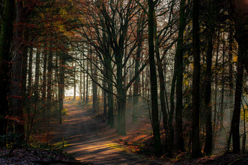 Fototapeta premium Misty forest in winter with sunlight and foggy in the morning, Rays of sun shine into through the wood with shadow of trees, Winter landscape in countryside of the Netherlands, Nature background.