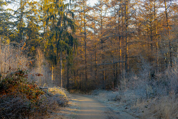 Misty wood with warm sunlight and foggy in the morning, The pine forest with freezing frost or snowflakes on the trees and path, Winter landscape in countryside of the Netherlands, Nature background.