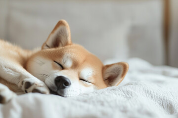 Sleeping Dog Close-Up Background