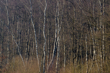 Fototapeta premium Selective focus of tree trunks in the forest, White bark with leafless in winter, Birch is a thin leaved deciduous hardwood tree of the genus Betula in the family Betulaceae, Nature background.