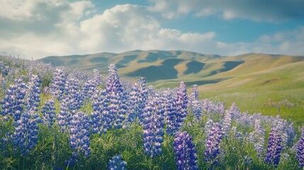 Field of purple flowers with mountains