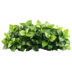 Fototapeta premium Green Leaves Closeup Isolated On a Transparent Background