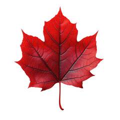 Single Red Maple Leaf Isolated On a Transparent Background