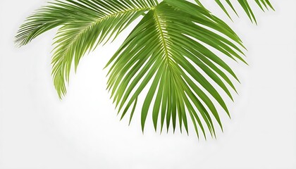 Palm Background,Palm Leaf Frond Summer Green Canopy Tropical Background,