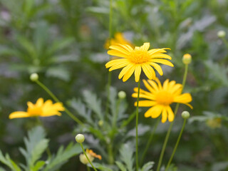 Beautiful close-up of euryops pectinatus