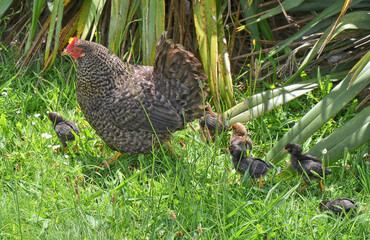 Gray hen with her chicks walking free. New Zealand. 