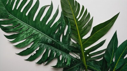 green leaves of tropical monstera on white background. flat lay