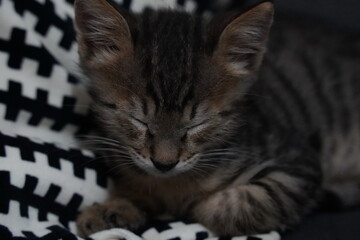 Small stripped sleeping kitten with black nose resting in the room