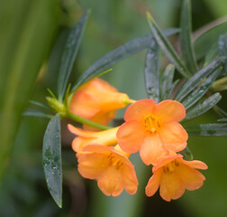 Fototapeta premium Beautiful close-up of rhododendron nervulosum