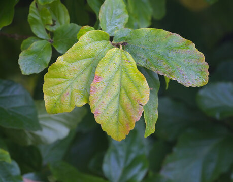 Beautiful close-up of the leaves of parrotia persica